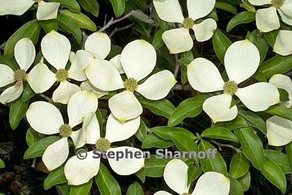 cornus capitata 1 graphic